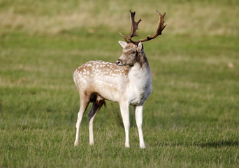 Fallow deer, Dama dama, Single male 