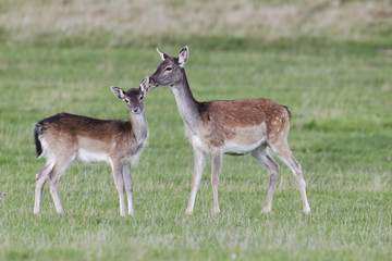Fallow deer, Dama dama, Two females 