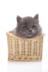 Fototapeta na wymiar Small gray kitten