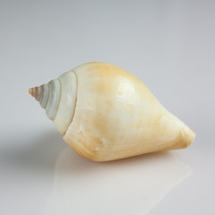 schell on whitegrey background