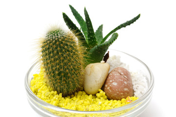 decorative indoor small cactus in vase