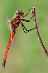 Sympetrum Fonscolombii on