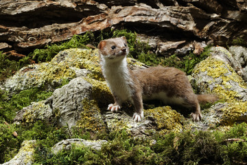 Weasel, Mustela nivalis