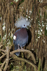 Western crowned-pigeon, Goura cristata