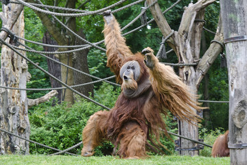 Fototapeta premium Sumatra Orang Utan