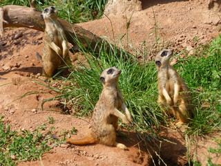Erdmännchen