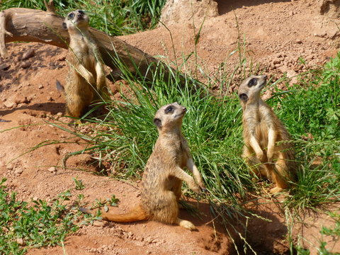 Erdm&auml;nnchen