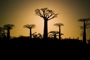 Tableaux ronds sur aluminium brossé Baobab Coucher de soleil et baobabs