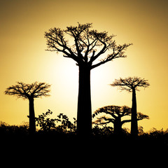 Sonnenuntergang und Affenbrotbäume