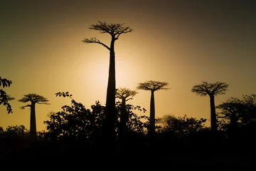 Crédence en verre imprimé Baobab Coucher de soleil et baobabs