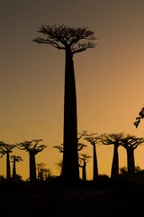 Photo sur Aluminium Baobab Coucher de soleil et baobabs
