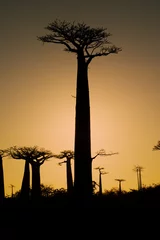Papier Peint photo Lavable Baobab Coucher de soleil et baobabs