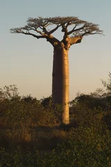 Stickers pour porte Baobab baobab