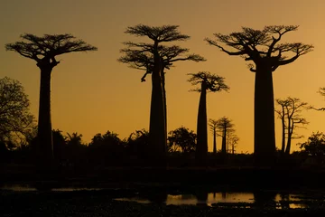 Fotobehang Baobab Zonsondergang en baobabs bomen