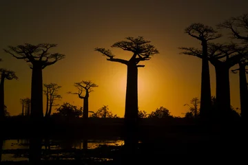 Crédence de cuisine en verre imprimé Baobab Coucher de soleil et baobabs