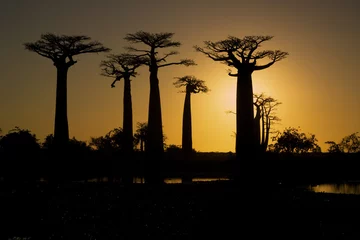 Photo sur Aluminium Baobab Coucher de soleil et baobabs