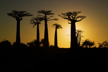 Zonsondergang en baobabs bomen