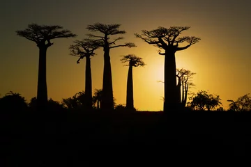 Afwasbaar Fotobehang Baobab Zonsondergang en baobabs bomen