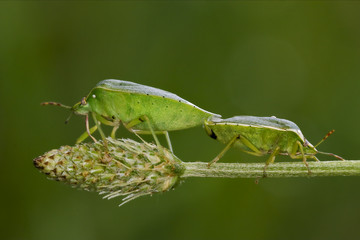 Heteroptera pentatomidae  reproduction