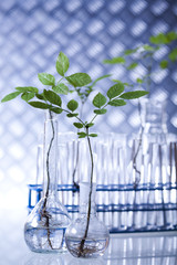 Plants laboratory experimental