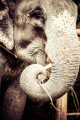 Obraz premium Asian elephant in India.