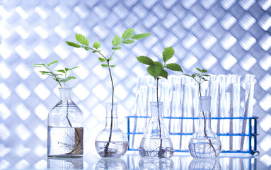 Laboratory glassware, genetically modified plant 
