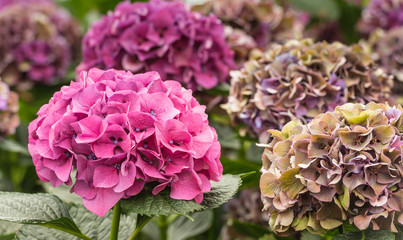 Colorful Hydrangea flower heads in a nursery