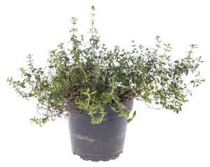 Thyme plant isolated on white