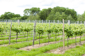 Fototapeta na wymiar vineyar near Lamberhurst, Kent, England