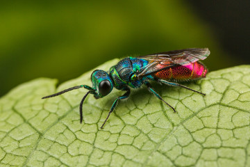 Chrysis - Ruby-tailed Wasp