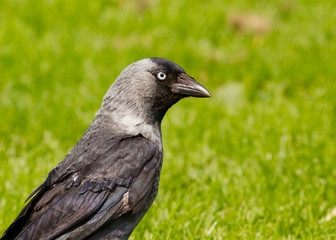 Jackdaw