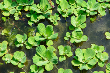 Lattuga acquatica - Pistia stratoties