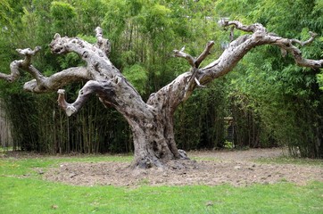 Landscape with old tree