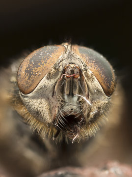Extreme closeup of a fly's head