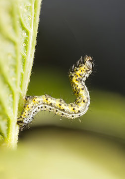 Yellowish and greenish larva or caterpillar