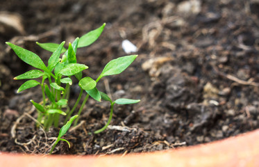 Group of plant in soil