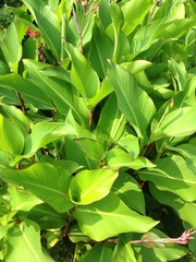 pianta da giardino
