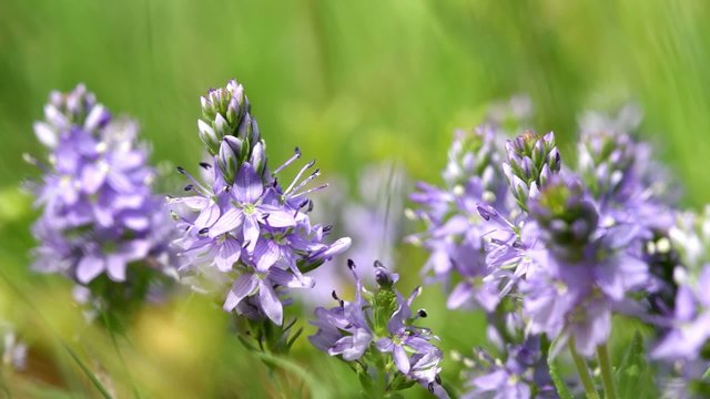 Beautiful wild flowers closeup (Polygala amara)