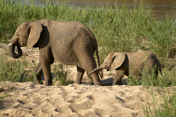 Elephants