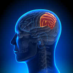 Brain Anatomy - Parietal lobe - obrazy, fototapety, plakaty