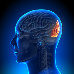 Obraz premium Brain Anatomy - Occipital lobe