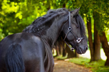 Fototapeta na wymiar friesian horse portrait outdoors