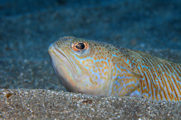 Grosses Petermännchen (Trachinus draco)