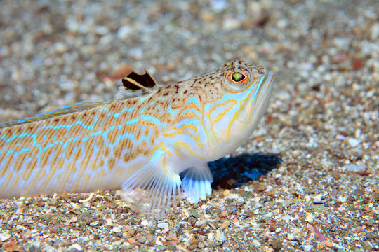 Grosses Petermännchen (Trachinus draco)