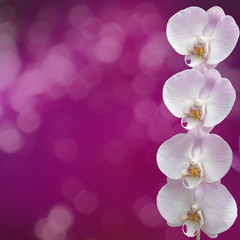 Fototapeta na wymiar Beautiful pink orchid branch on an abstract background of a deli