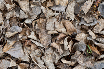 Dried leaves