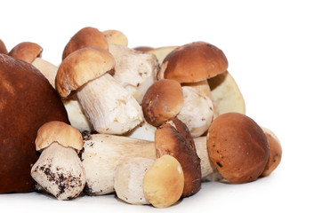 Boletus edulis isolated on white background