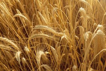 Wheat ears from above