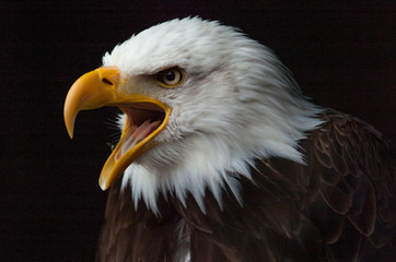 Weisskopfseeadler
