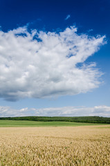 wheat land background